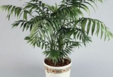 راهنمای کاشت و تکثیر نخل شامادورا   (2 نکته مهم)