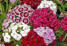 اصول کاشت و تکثیر گل قرنفل  (2 نکته مهم)