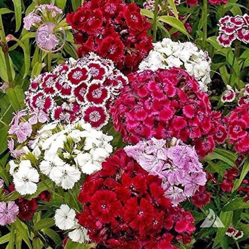 اصول کاشت و تکثیر گل قرنفل (2 نکته مهم) اصول کاشت و تکثیر گل قرنفل (2 نکته مهم)