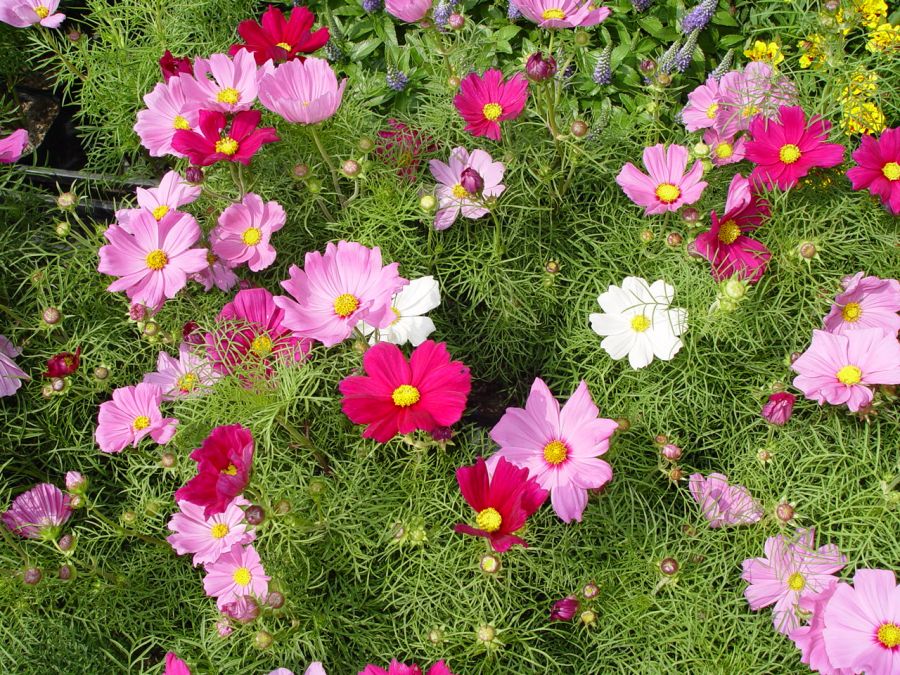 راهنمای کاشت و تکثیر گل ستاره ای (2 نکته مهم) راهنمای کاشت و تکثیر گل ستاره ای (2 نکته مهم)