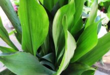 اصول نگهداری و تکثیر گل برگ عبایی (2 نکته مهم)