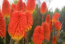 راهنمای کاشت و تکثیر گل گرزی (2 نکته مهم)