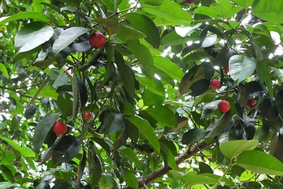معرفی درخت کولا و خواص دانه های آن (2 نکته مهم)