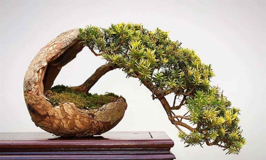 راهنمای نگهداری از بن سای کاج (2 نکته مهم)