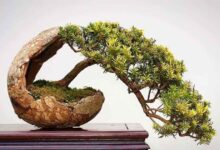 راهنمای نگهداری از بن سای کاج (2 نکته مهم)