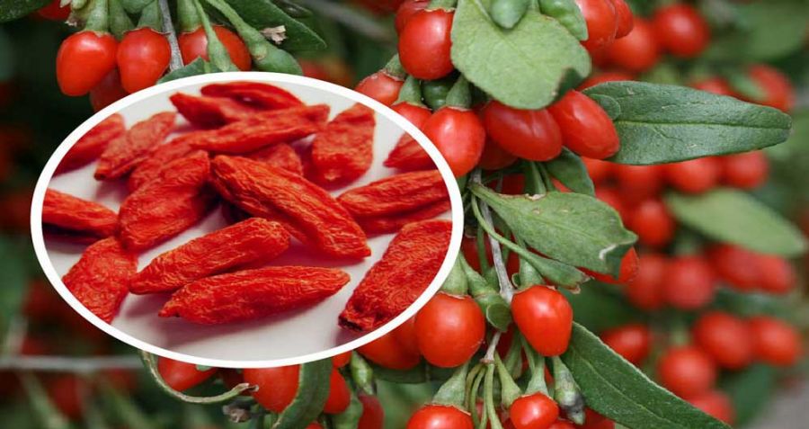 اصول کاشت و تکثیر گوجی بری  (2 نکته مهم)