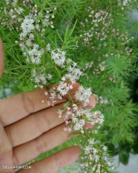 گل شویدی