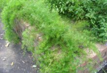 اصول کاشت و نگهداری گیاه شویدی (2 نکته مهم)