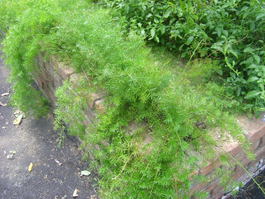 اصول کاشت و نگهداری گیاه شویدی (2 نکته مهم) اصول کاشت و نگهداری گیاه شویدی (2 نکته مهم)