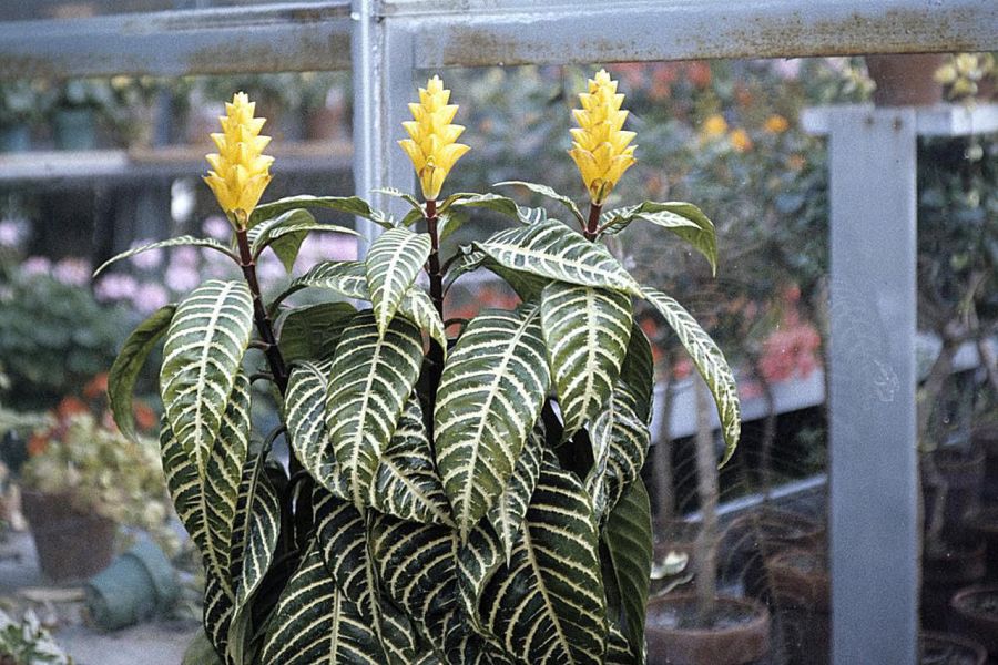 اصول کاشت و تکثیر گل آفلاندرا (2 نکته مهم)