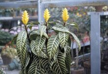 اصول کاشت و تکثیر گل آفلاندرا (2 نکته مهم)