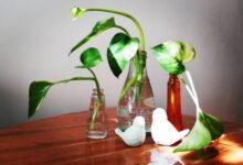 راهنمای تکثیر و نگهداری گیاه پتوس در آب (2 نکته مهم)