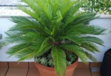 راهنمای کاشت و نگهداری سیکاس  (2 نکته مهم)