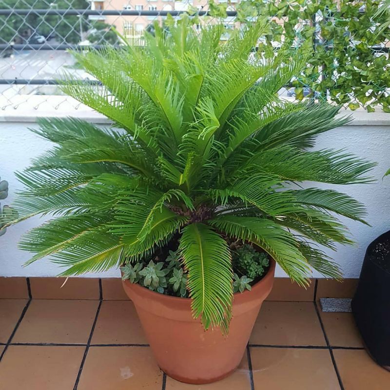 راهنمای کاشت و نگهداری سیکاس  (2 نکته مهم)