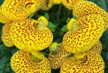 معرفی گل گوشواره ای و آموزش روش نگهداری و تکثیر گل گوشواره ای (2 نکته مهم)