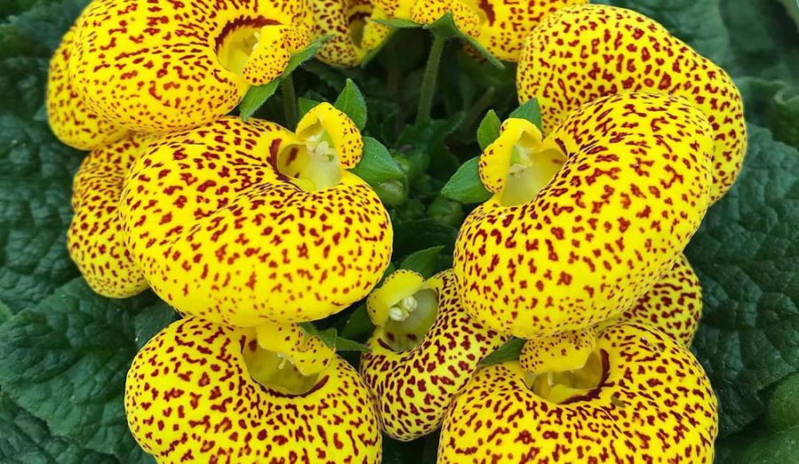 معرفی گل گوشواره ای و آموزش روش نگهداری و تکثیر گل گوشواره ای (2 نکته مهم) معرفی گل گوشواره ای و آموزش روش نگهداری و تکثیر گل گوشواره ای (2 نکته مهم)