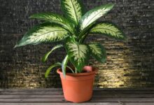 راهنمای کاشت و نگهداری دیفن باخیا  (2 نکته مهم)