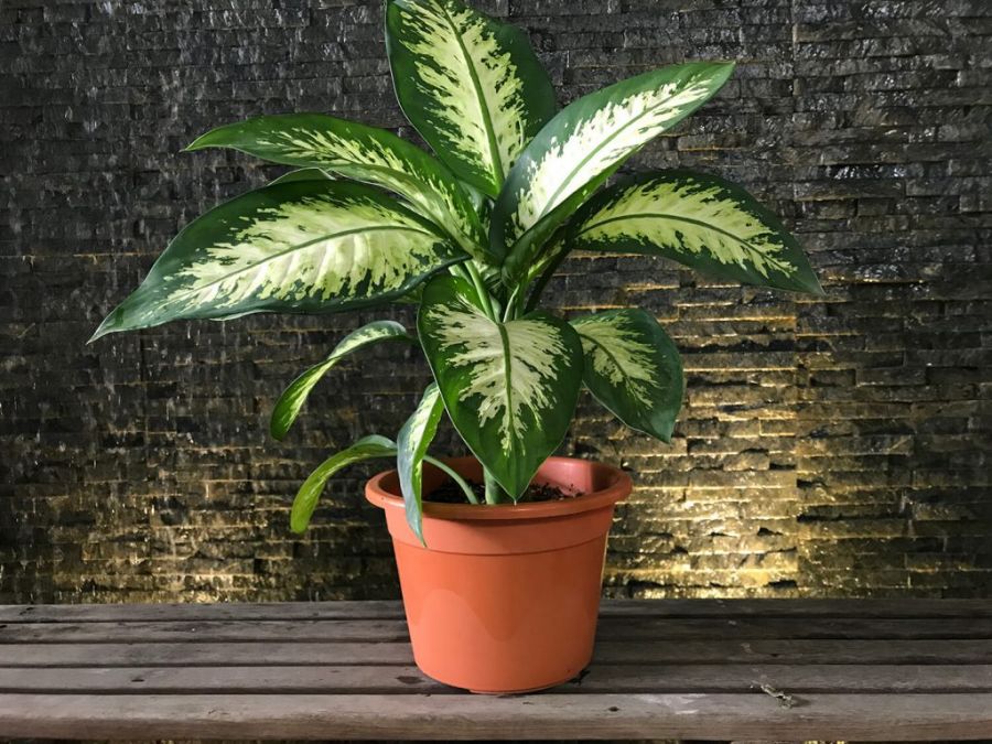 راهنمای کاشت و نگهداری دیفن باخیا  (2 نکته مهم)