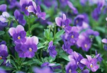راهنمای کاشت و تکثیر گل بنفشه  (2 نکته مهم)