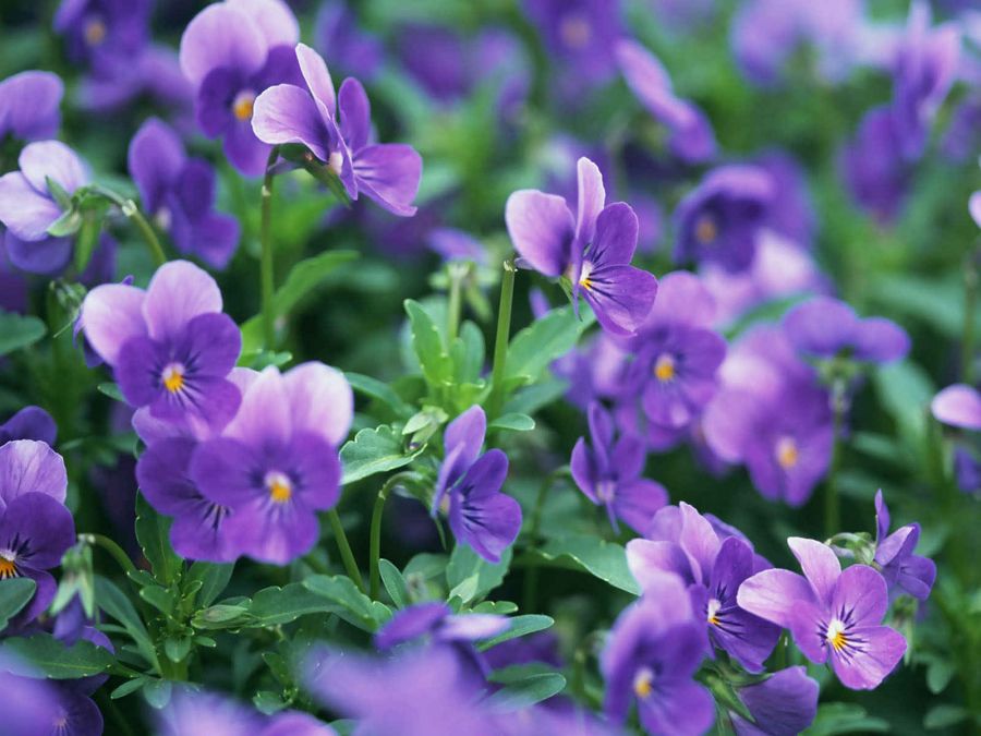 راهنمای کاشت و تکثیر گل بنفشه  (2 نکته مهم)