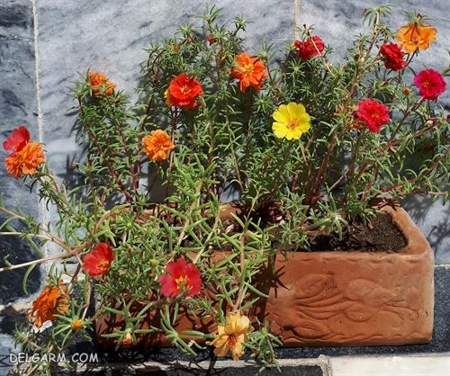 نگه داری ناز افتابی