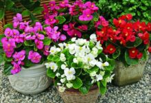 اصول کاشت و نگهداری بگونیا عروس (2 نکته مهم)