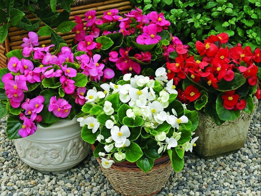 اصول کاشت و نگهداری بگونیا عروس (2 نکته مهم) اصول کاشت و نگهداری بگونیا عروس (2 نکته مهم)