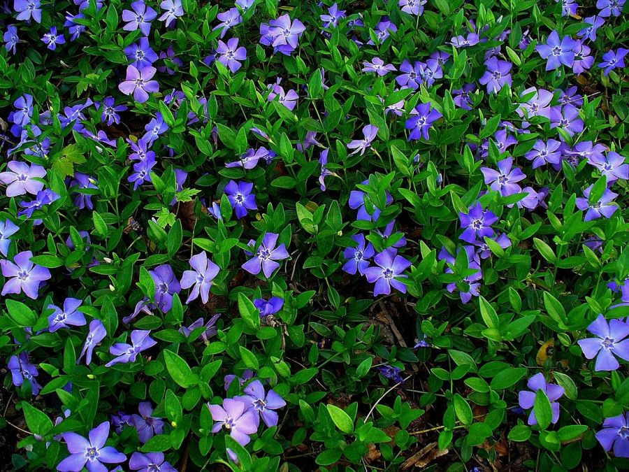اصول نگهداری و تکثیر پیچ تلگرافی  (2 نکته مهم)