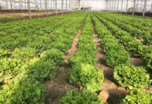 آشنایی با انواع کشت گلخانه ای (2 نکته مهم)