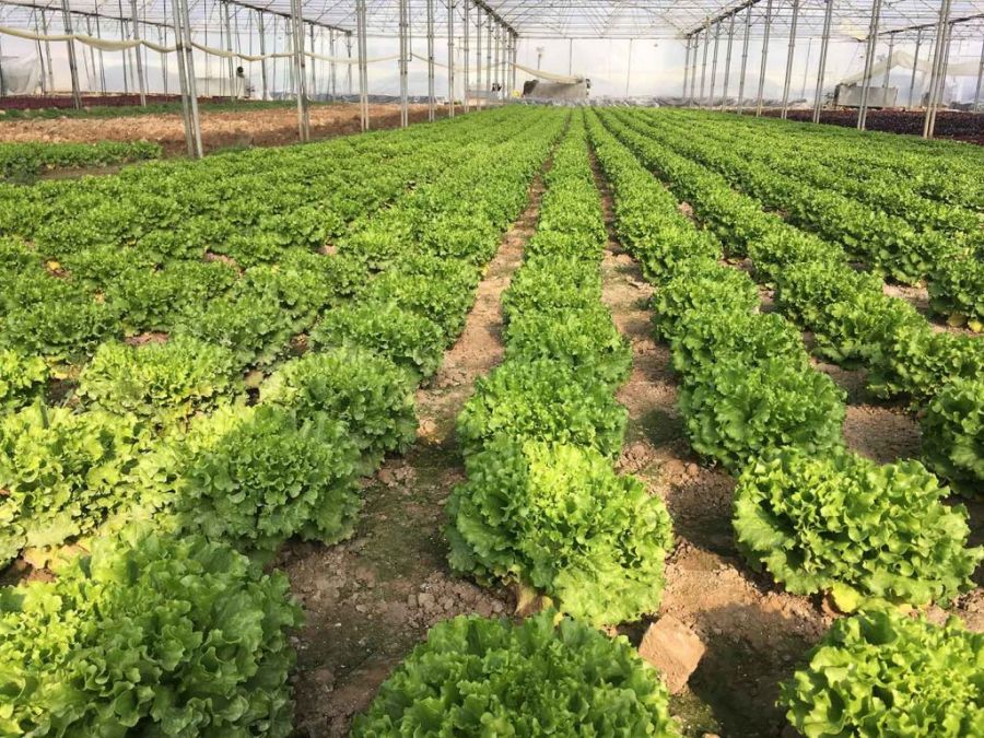 آشنایی با انواع کشت گلخانه ای (2 نکته مهم) آشنایی با انواع کشت گلخانه ای (2 نکته مهم)