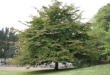 آشنایی با درخت انجیلی و روش تکثیر آن (2 نکته مهم)