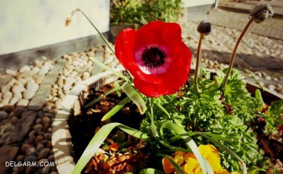 گلدان