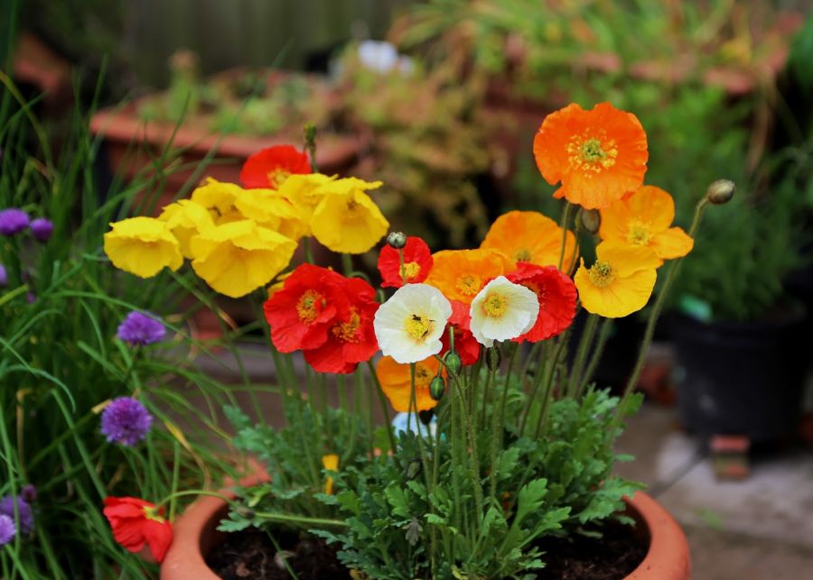 راهنمای کاشت و نگهداری گل شقایق در منزل (2 نکته مهم)