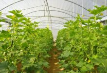 ​اهمیت گلخانه و مزایای کشت گلخانه ای (2 نکته مهم)