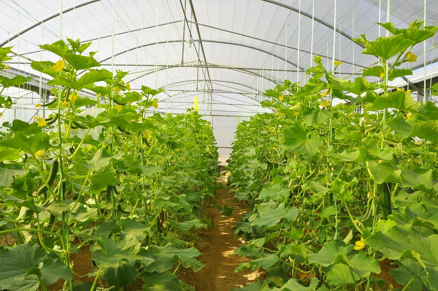 ​اهمیت گلخانه و مزایای کشت گلخانه ای (2 نکته مهم)