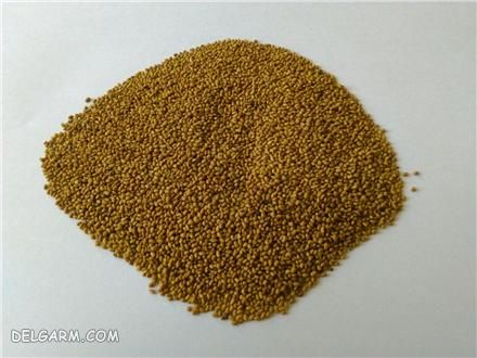 بذر یونجه