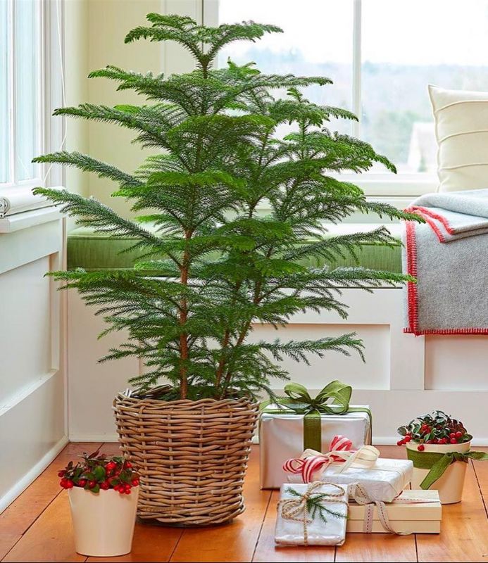 راهنمای کامل کاشت و پرورش کاج مطبق (2 نکته مهم)
