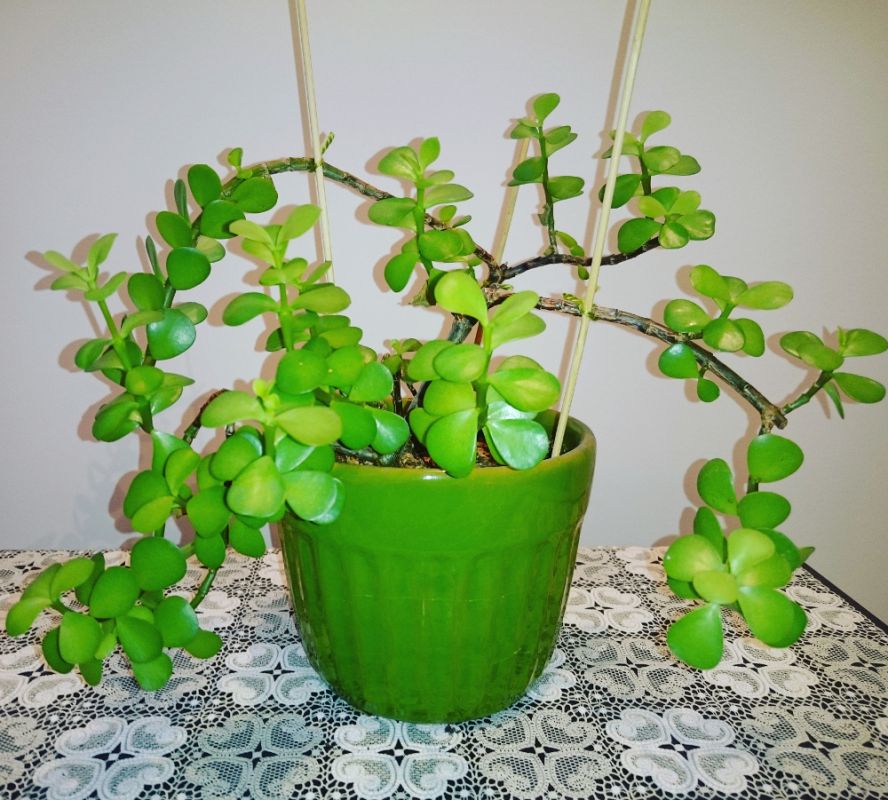 اصول کاشت و نگهداری کراسولا (2 نکته مهم) اصول کاشت و نگهداری کراسولا (2 نکته مهم)