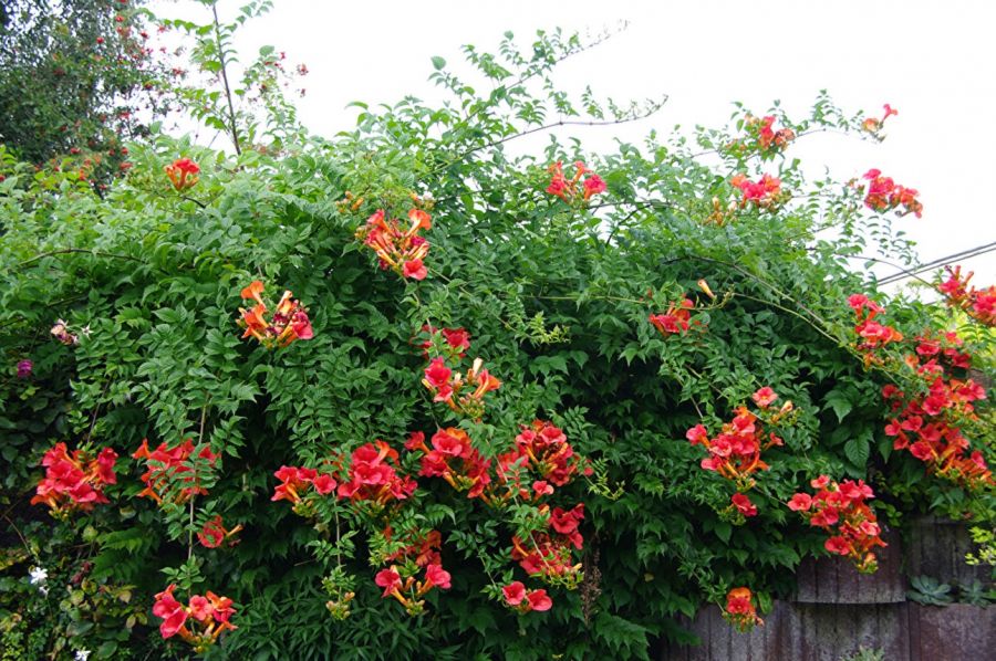 راهنمای کاشت و تکثیر پیچ اناری (2 نکته مهم) راهنمای کاشت و تکثیر پیچ اناری (2 نکته مهم)