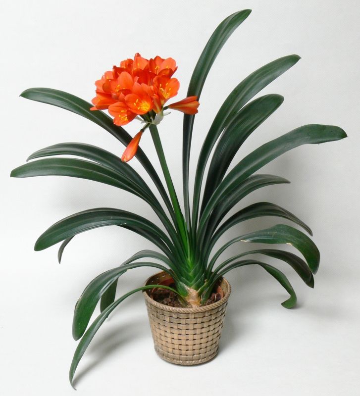 راهنمای کاشت و تکثیر گل خوشیدی (2 نکته مهم) راهنمای کاشت و تکثیر گل خوشیدی (2 نکته مهم)