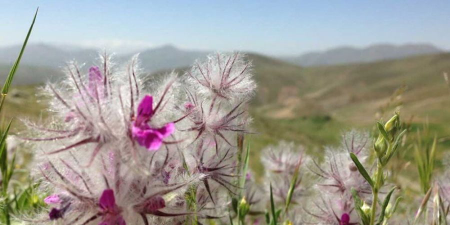 راهنمای کاشت و پرورش چای کوهی (2 نکته مهم)
