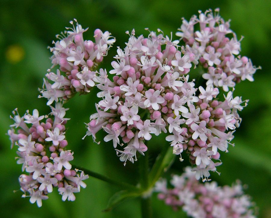 راهنمای کاشت و تکثیر سنبل الطیب (2 نکته مهم) راهنمای کاشت و تکثیر سنبل الطیب (2 نکته مهم)