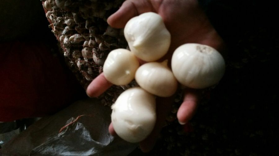 کاشت و تکثیر موسیر حتی در گلدان! (2 نکته مهم) کاشت و تکثیر موسیر حتی در گلدان! (2 نکته مهم)