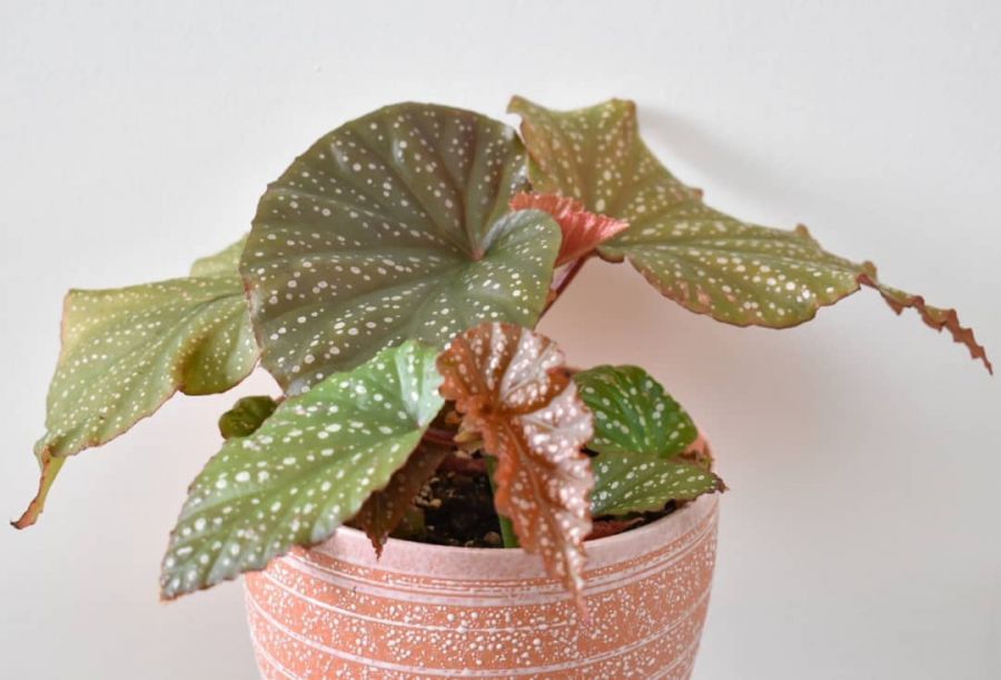 راهنمای کاشت و تکثیر بگونیا (2 نکته مهم)