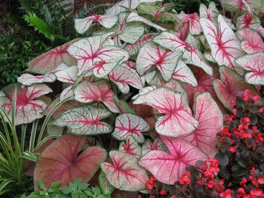 راهنمای کاشت و نگهداری گل کالادیوم  (2 نکته مهم)