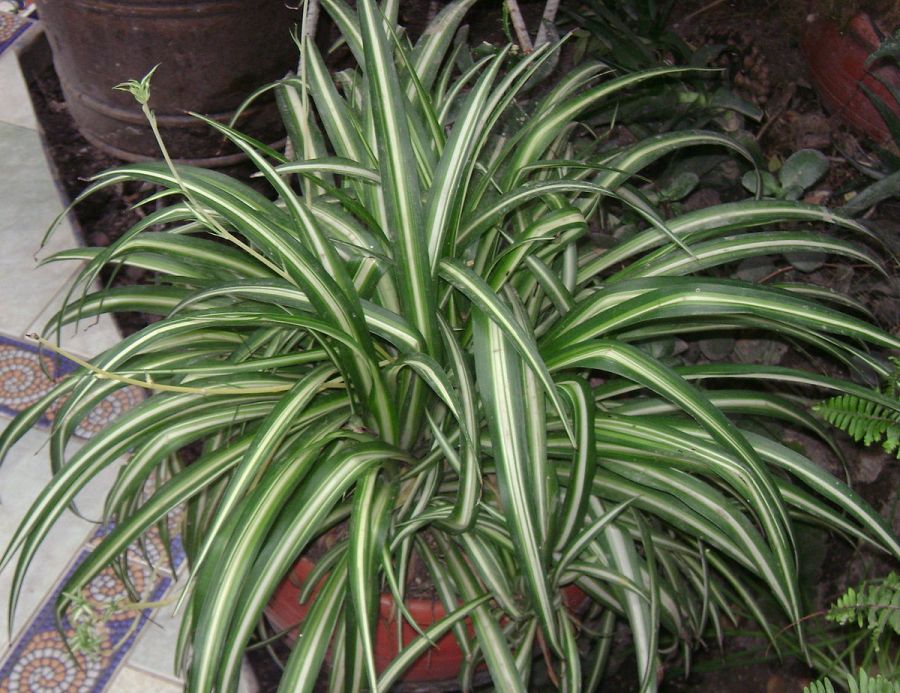 راهنمای کاشت و تکثیر گل گندمی (2 نکته مهم) راهنمای کاشت و تکثیر گل گندمی (2 نکته مهم)