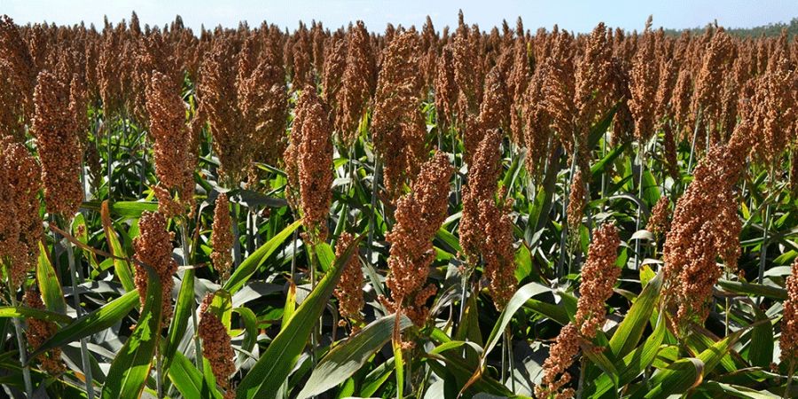 روش کاشت و برداشت ذرت علوفه ای (2 نکته مهم) روش کاشت و برداشت ذرت علوفه ای (2 نکته مهم)