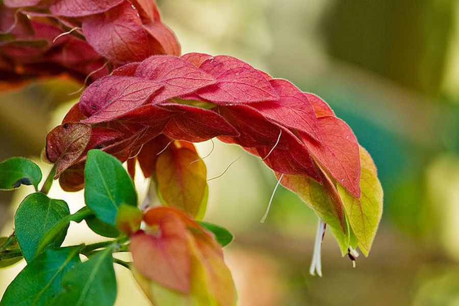 راهنمای کامل کاشت و تکثیر گل مشعلی (2 نکته مهم)