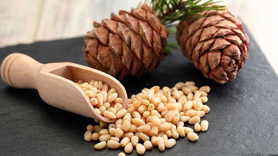 آموزش کاشت چلغوز و نحوه صحیح پرورش آن (2 نکته مهم) آموزش کاشت چلغوز و نحوه صحیح پرورش آن (2 نکته مهم)