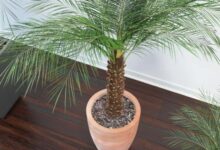 اصول نگهداری و تکثیر نخل زینتی (2 نکته مهم)
